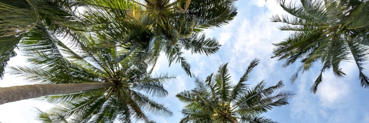 Geld Tipps Urlaub Palmen